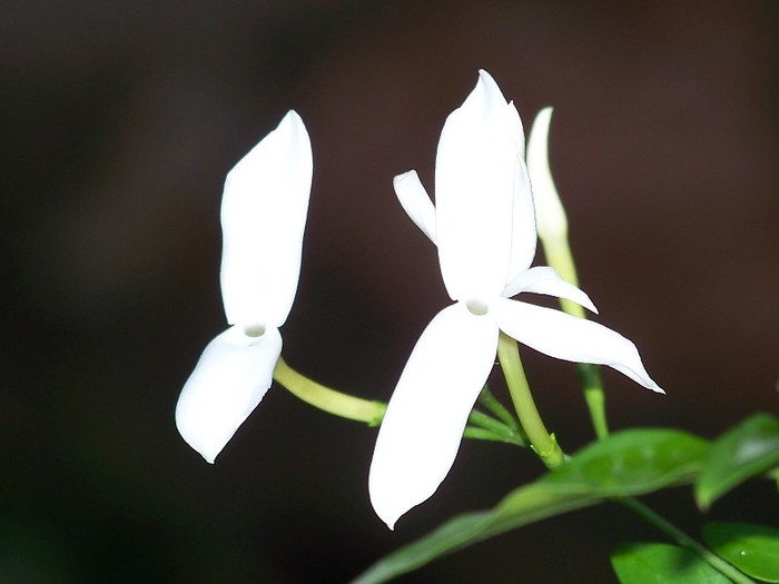 100_5205 - 2 August 2011