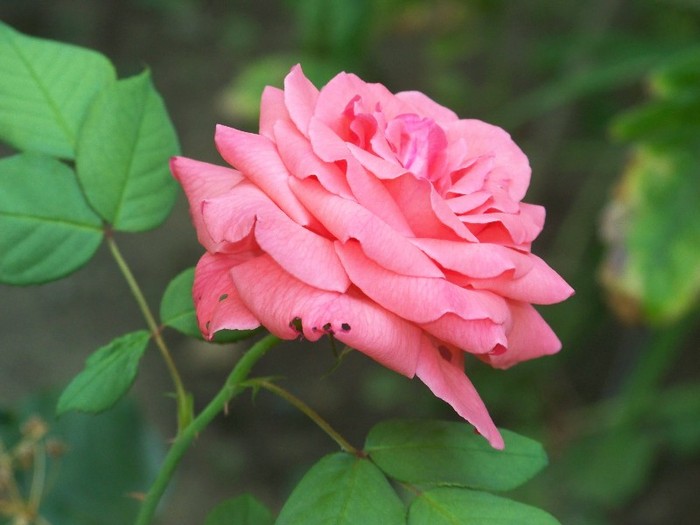 100_5217 - 2 August 2011