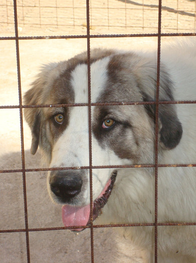 DSC01890; BRADUTA 11 LUNI
