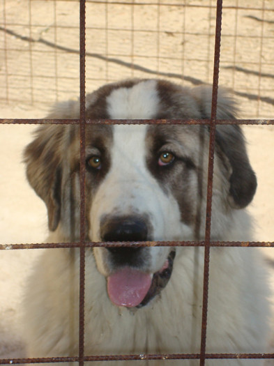 DSC01891; BRADUTA 11 LUNI
