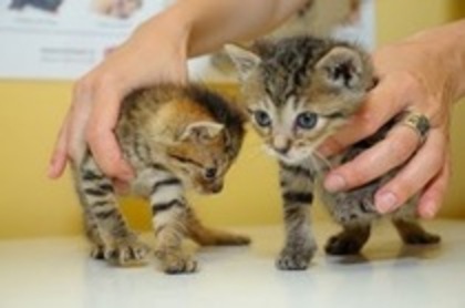 plictisealadescoalaLOL