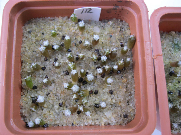 Astrophytum miriostigma