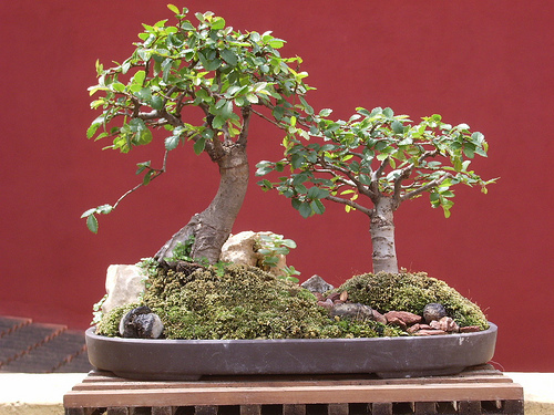 2494207073_22a4260850 - bonsai si bonkei