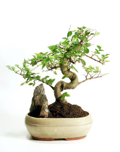 growing-a-bonsai-tree - bonsai si bonkei