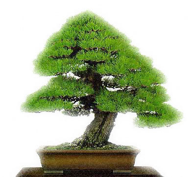 ingrijire-bonsai - bonsai si bonkei