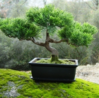 miniature-bonsai-tree - bonsai si bonkei