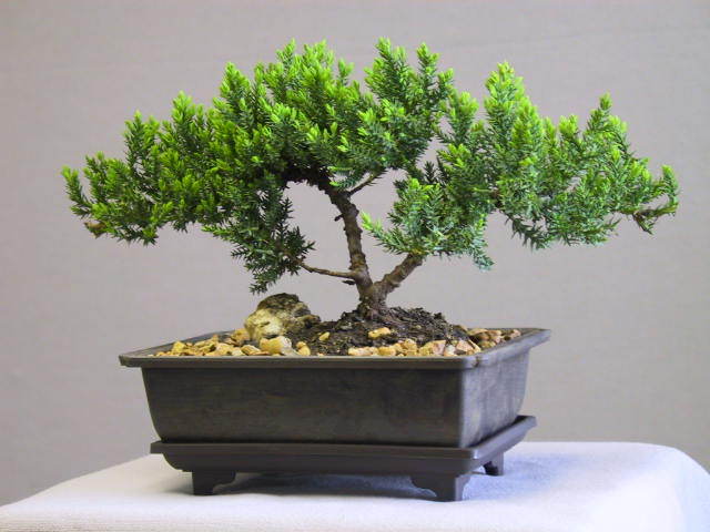 pamant-bonsai - bonsai si bonkei