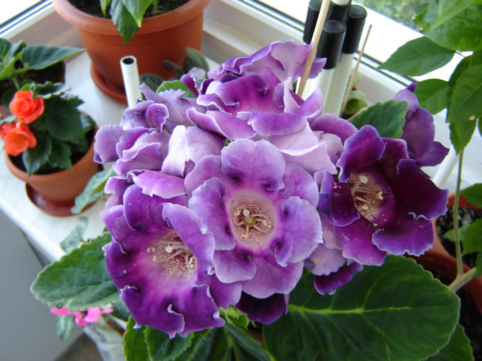 DSC03464 - florile mele 2011