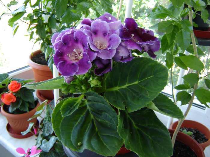 DSC03465 - florile mele 2011
