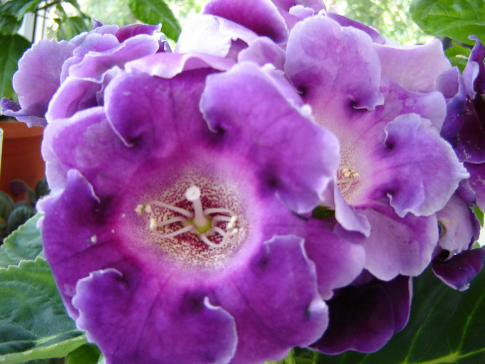 DSC03467 - florile mele 2011