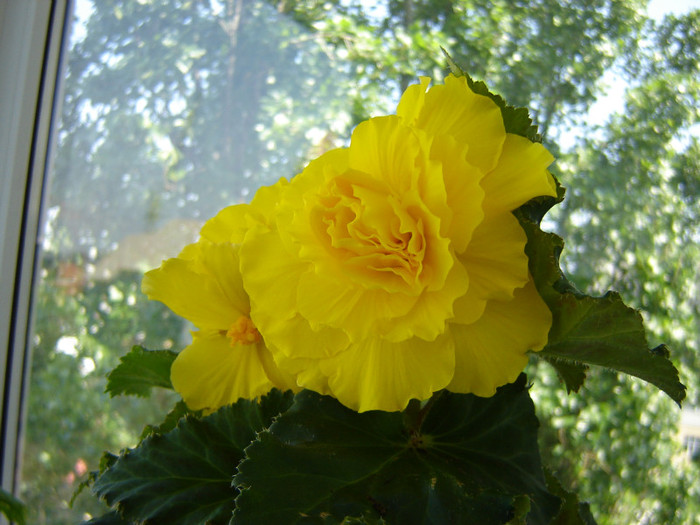 DSC03468 - florile mele 2011