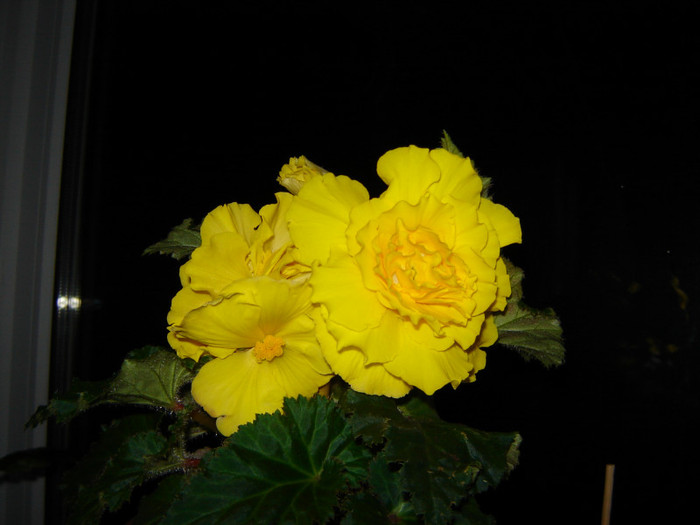 DSC03475 - florile mele 2011
