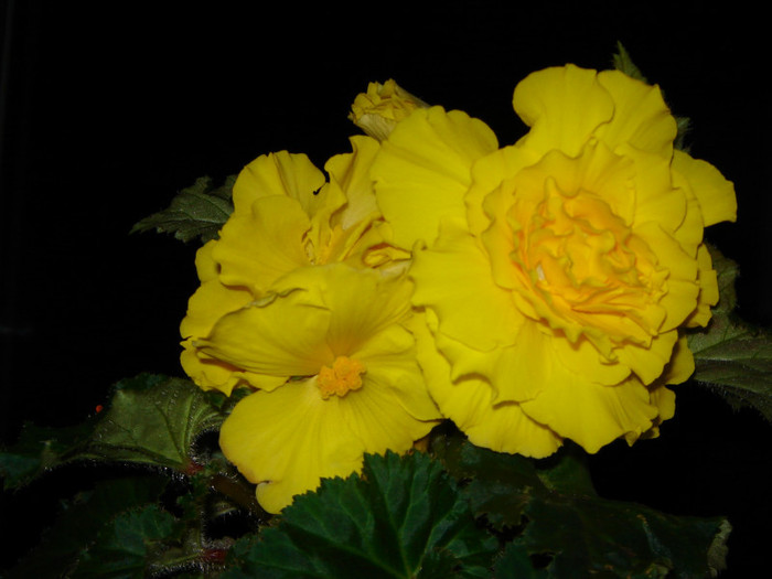 DSC03476 - florile mele 2011