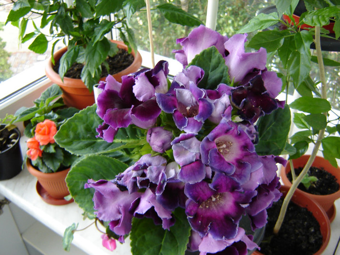 DSC03483 - florile mele 2011