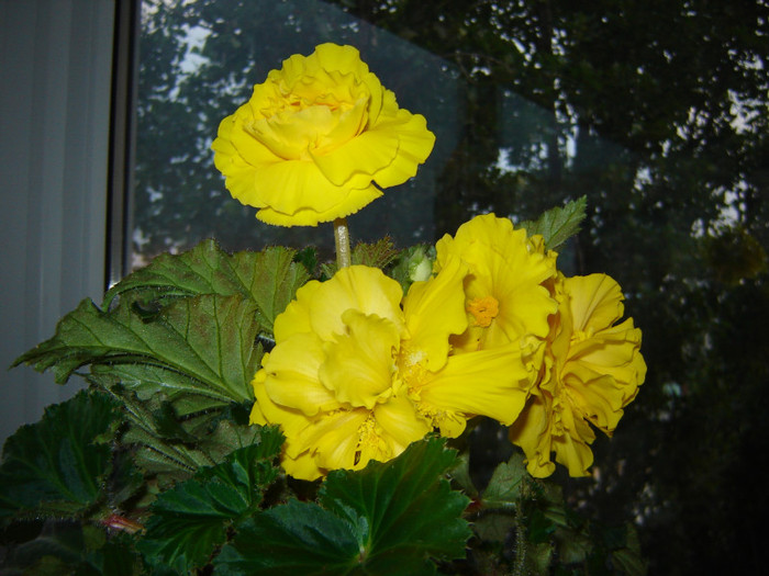 DSC03486 - florile mele 2011