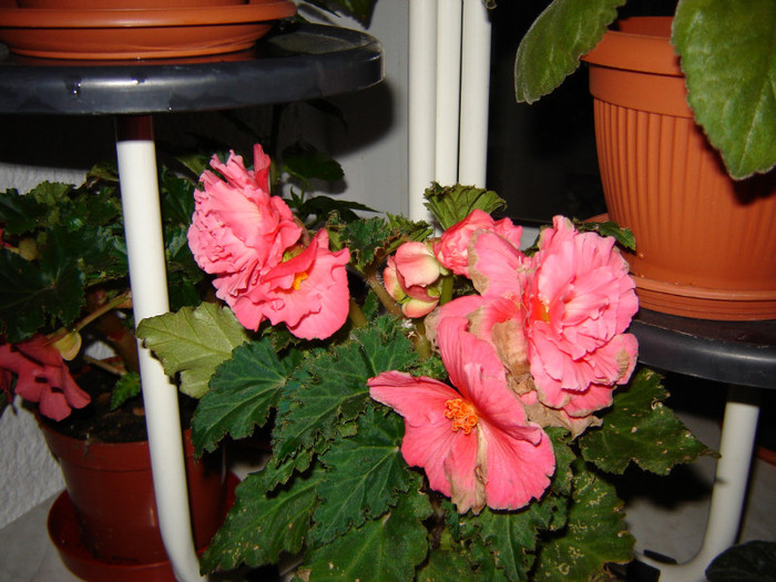 DSC03491 - florile mele 2011