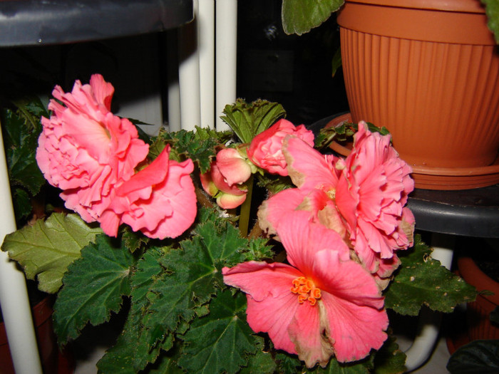 DSC03493 - florile mele 2011