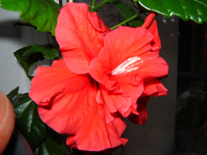 DSC03496 - florile mele 2011