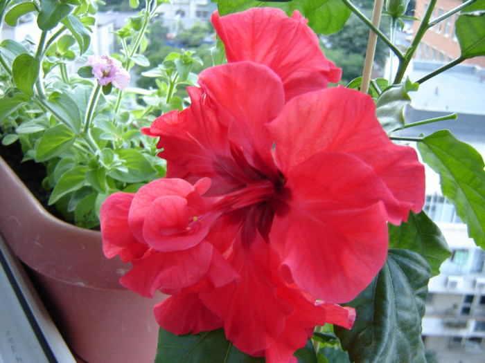 DSC03499 - florile mele 2011