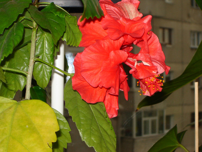 DSC03503 - florile mele 2011