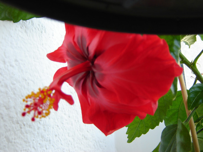 DSC03510 - florile mele 2011