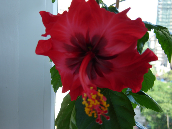 DSC03511 - florile mele 2011