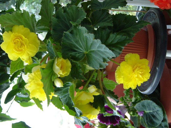 DSC03544 - florile mele 2011