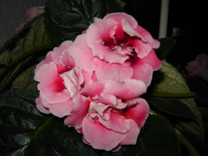 DSC03587
