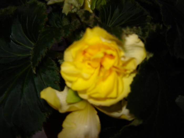 DSC03607 - florile mele 2011