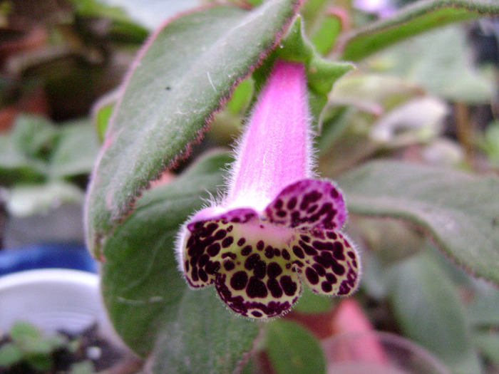 DSC07787 - KOHLERIA 2011