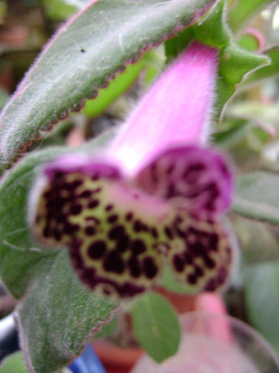 DSC07788 - KOHLERIA 2011