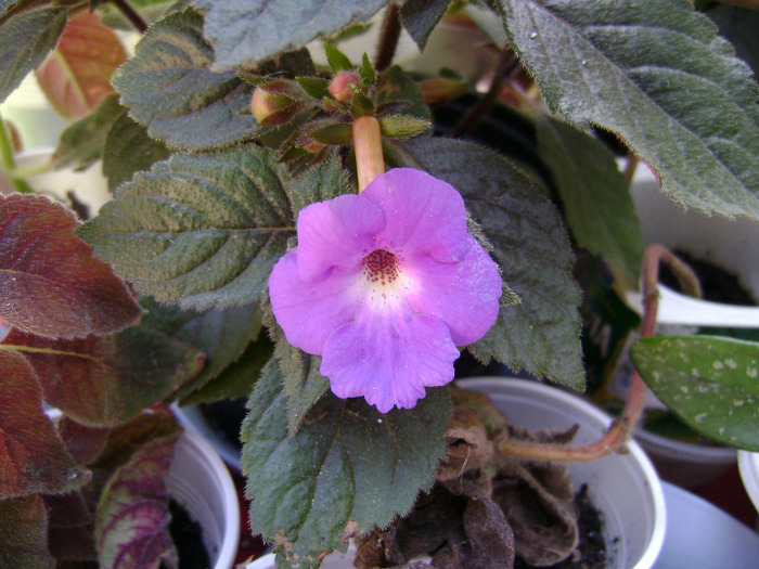 DSC07767 - achimenes 2011