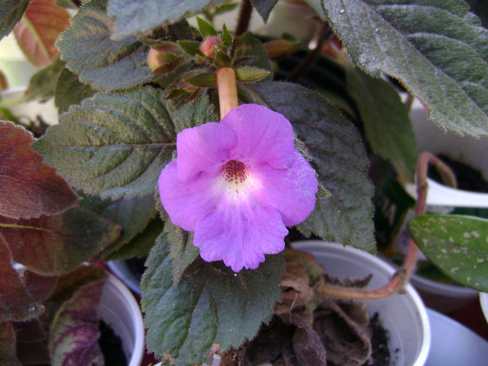 DSC07768 - achimenes 2011