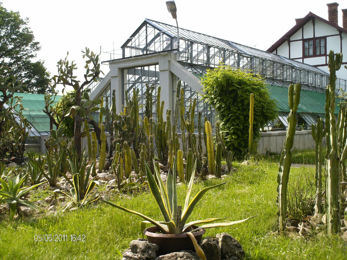 sera pentru cactusi