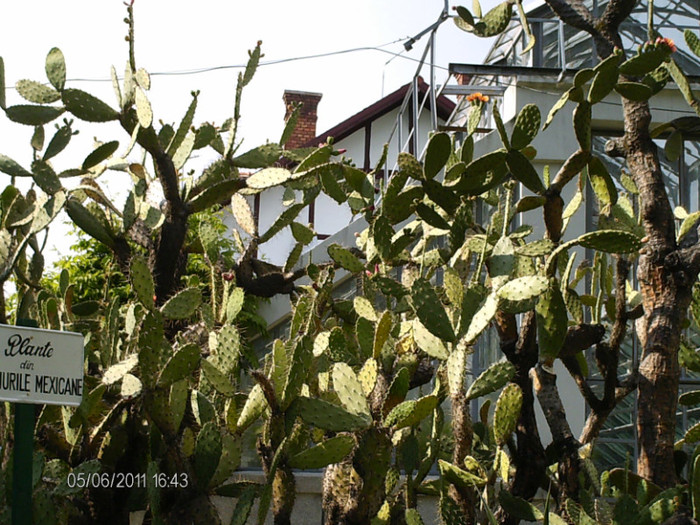 cactusi afara la soare... - gradina botanica din Cluj