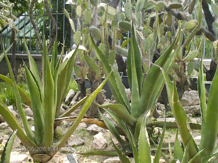 tufe de cactusi... - gradina botanica din Cluj