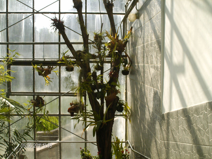 o alta sera cu bananeee..