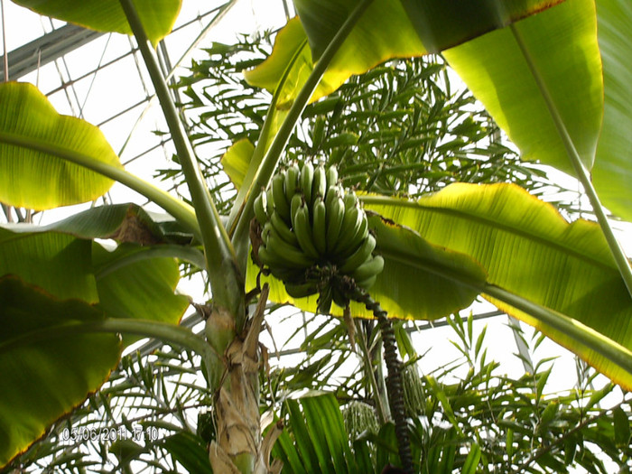 sunt verzi , inca, bananele...