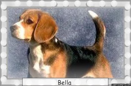 bella