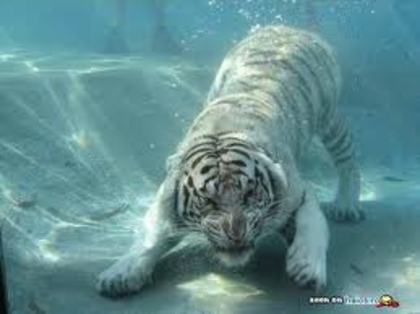 tigru alb - SellyForever