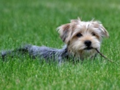 caine_3-wallpapers - wallpapers