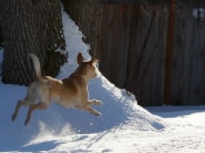 caini_wallpapers-wallpapers - wallpapers