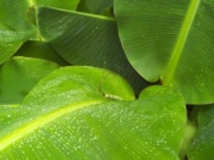 frunze_ude-wallpapers