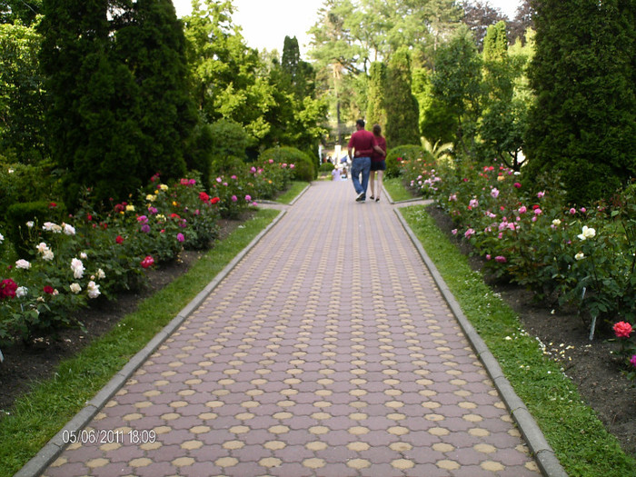 alee cu trandafiri...