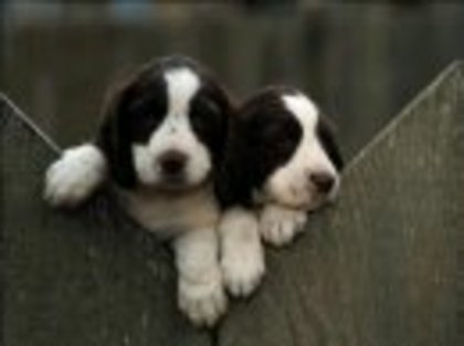 download-catei-ro-58-800 - catelusi