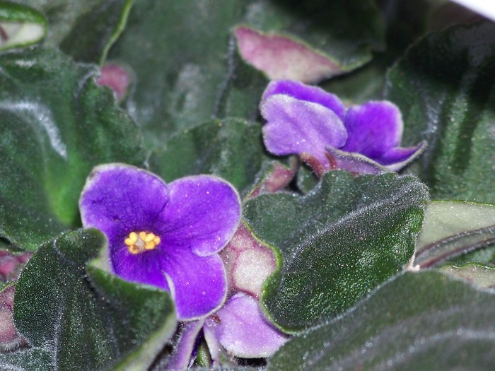 100_5243 - 2 August 2011