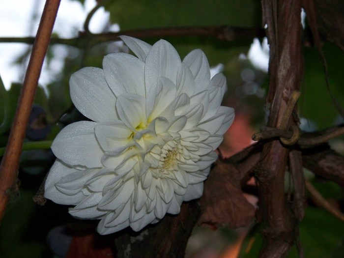 100_5246 - 2 August 2011