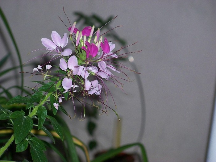 100_5247 - 2 August 2011