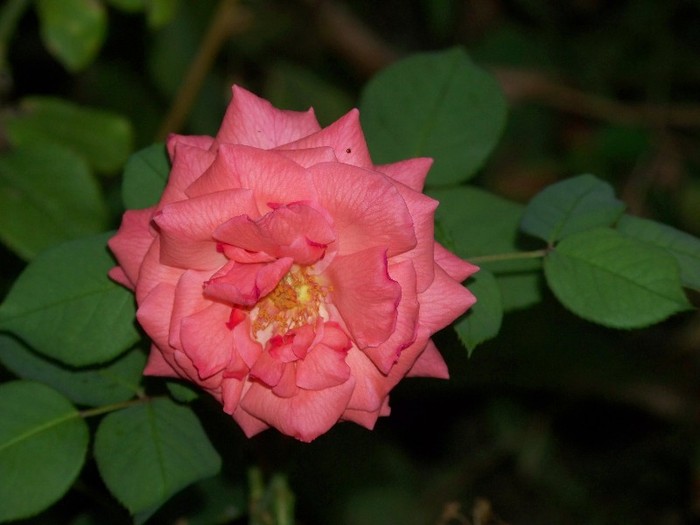 100_5257 - 2 August 2011