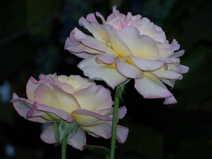 100_5258 - 2 August 2011